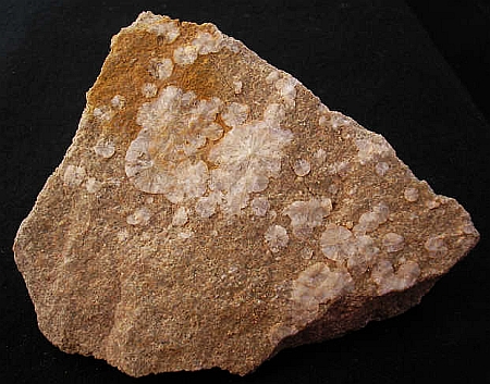 66